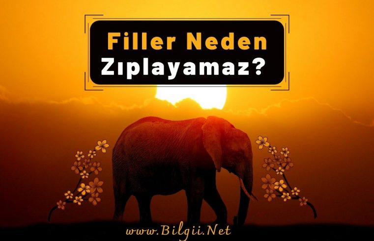 Filler Neden Zıplayamaz?